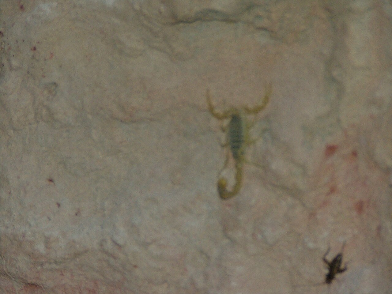 Deathstalker Scorpion