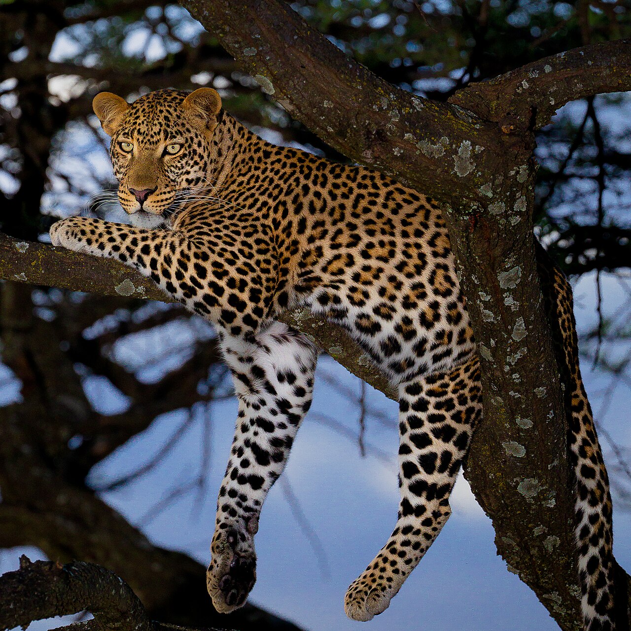 African Leopard