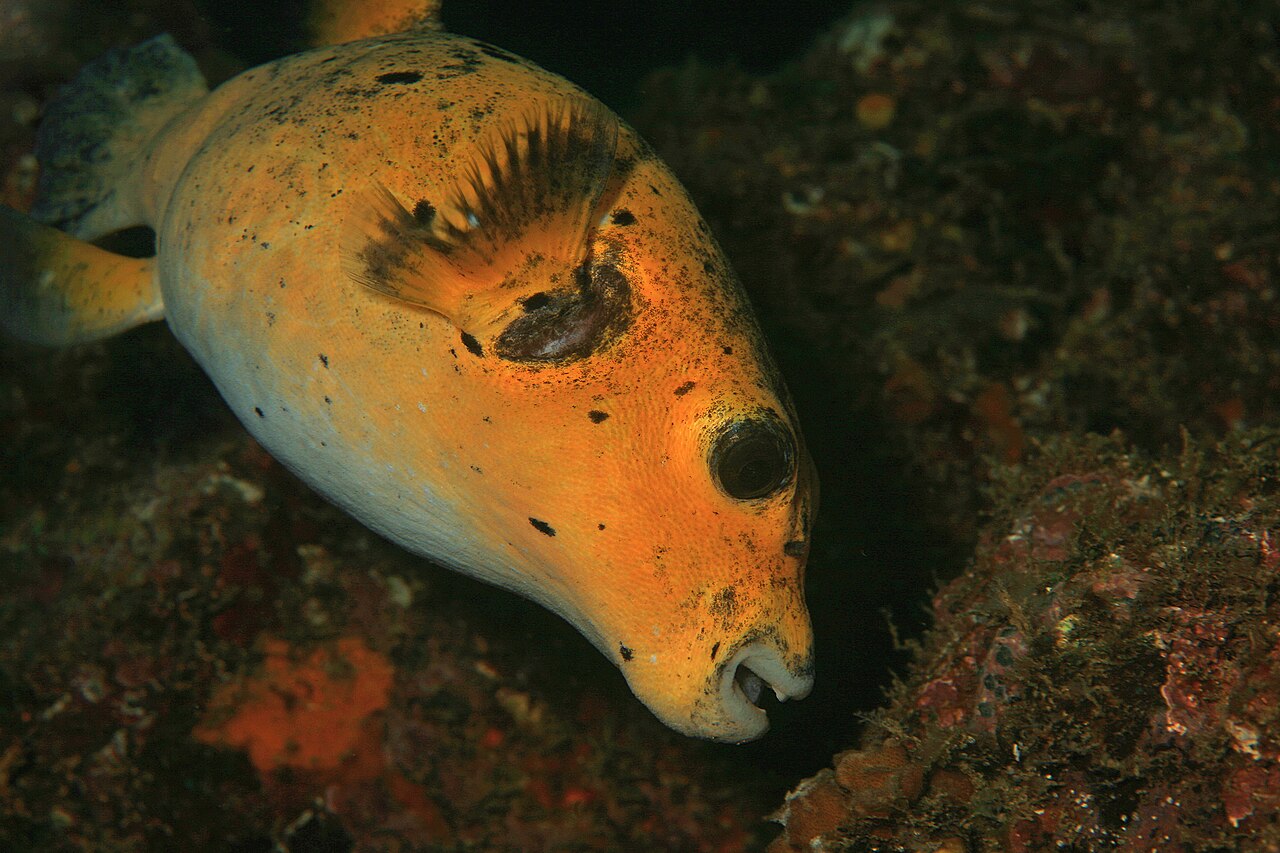 White-Spotted Puffer