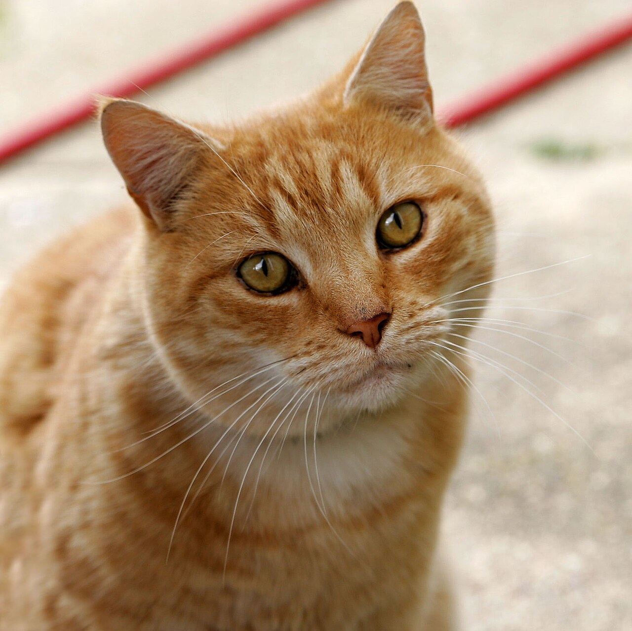 Persian