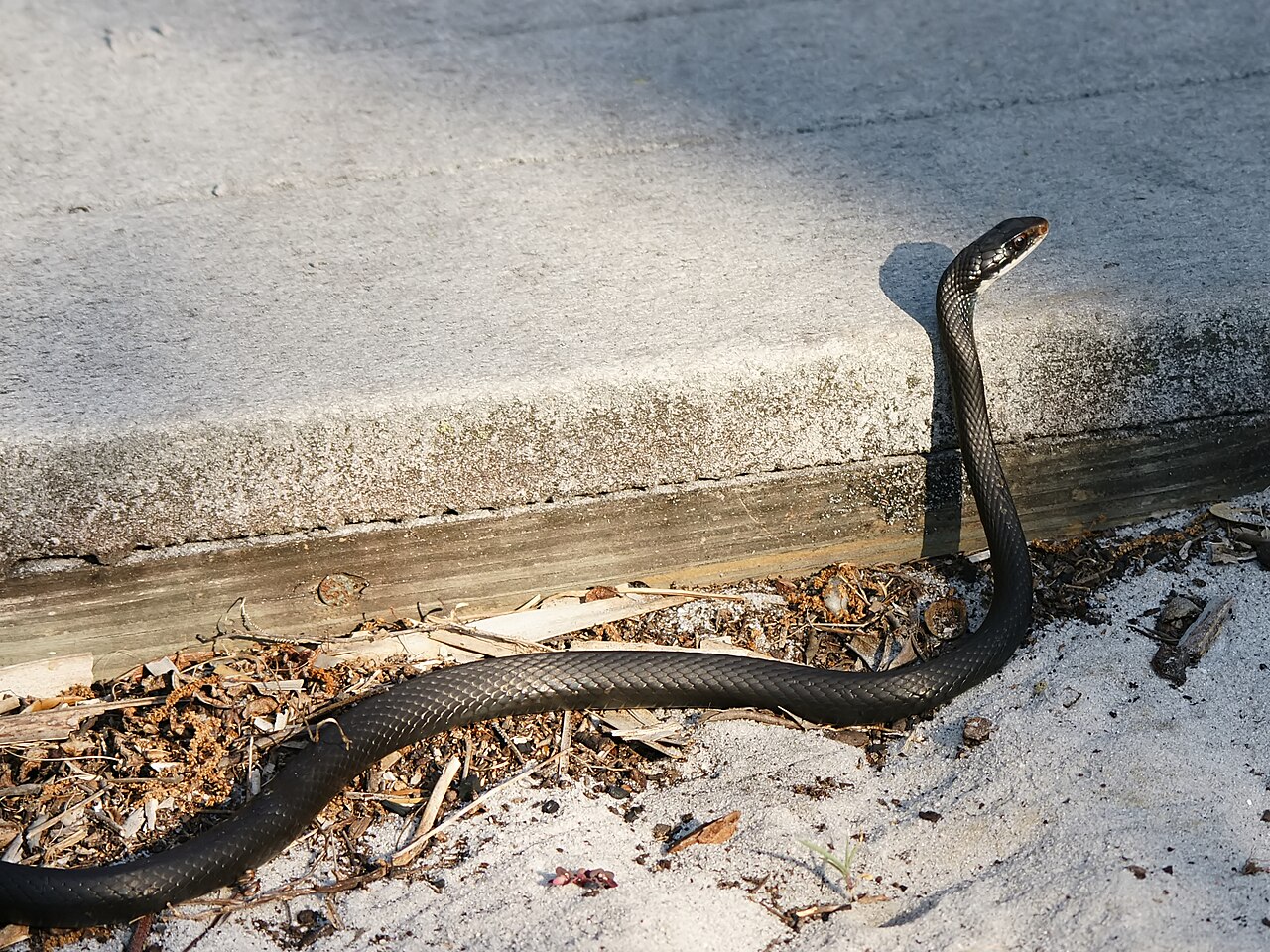 Northern Black Racer