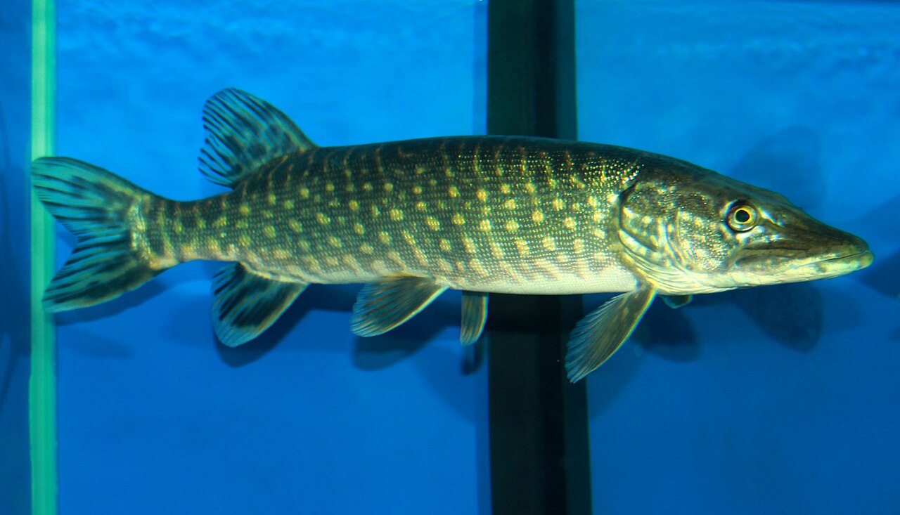 Northern Pike