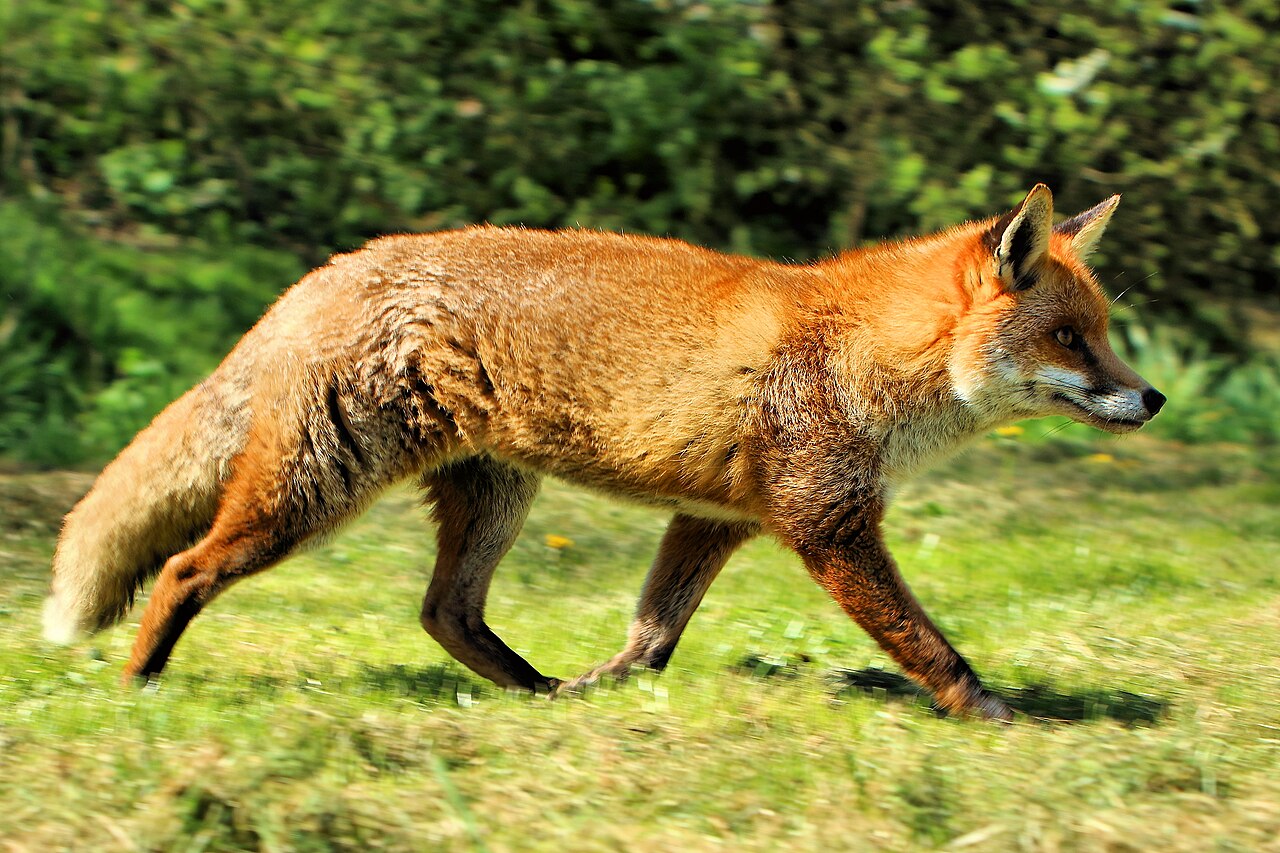 Red Fox