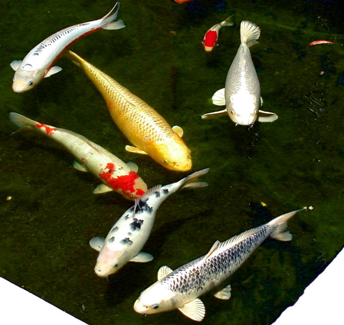 Koi
