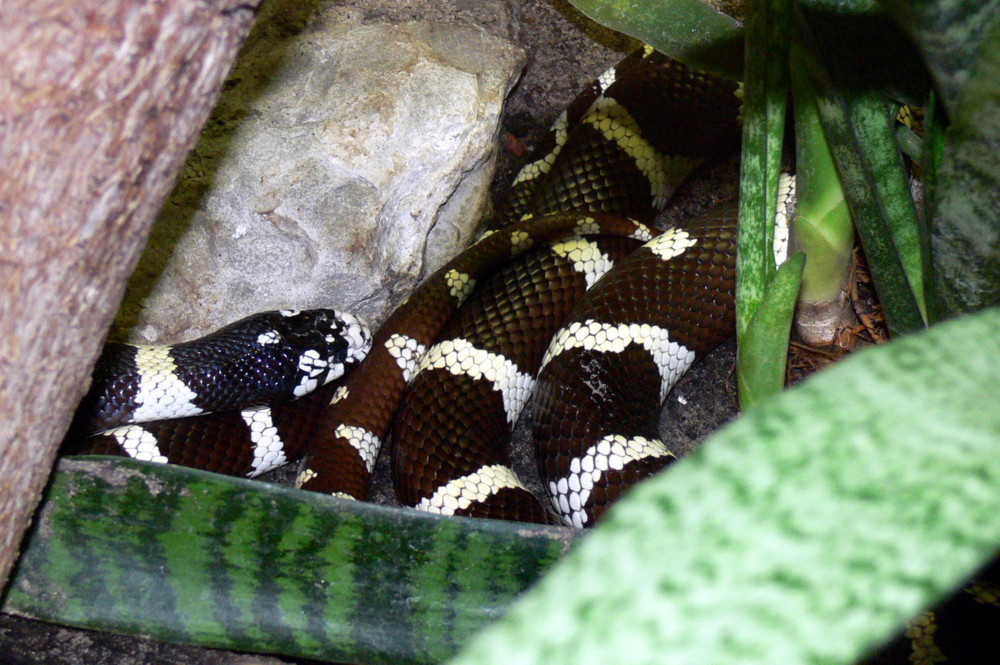 Common Kingsnake