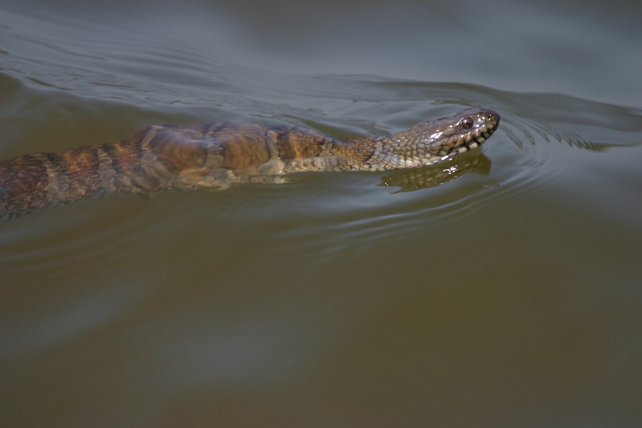 Northern Water Snake