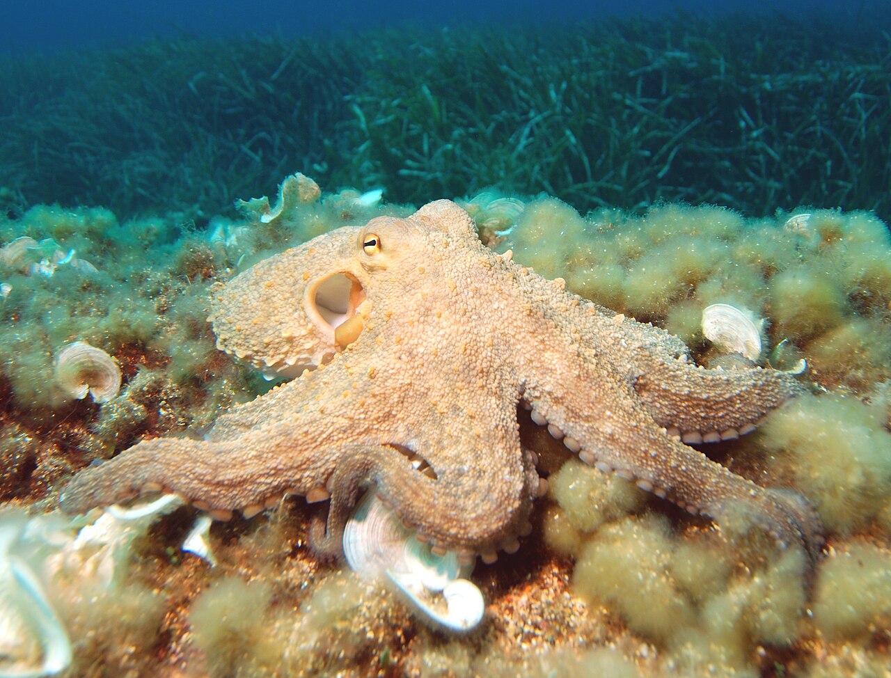 Giant Pacific Octopus