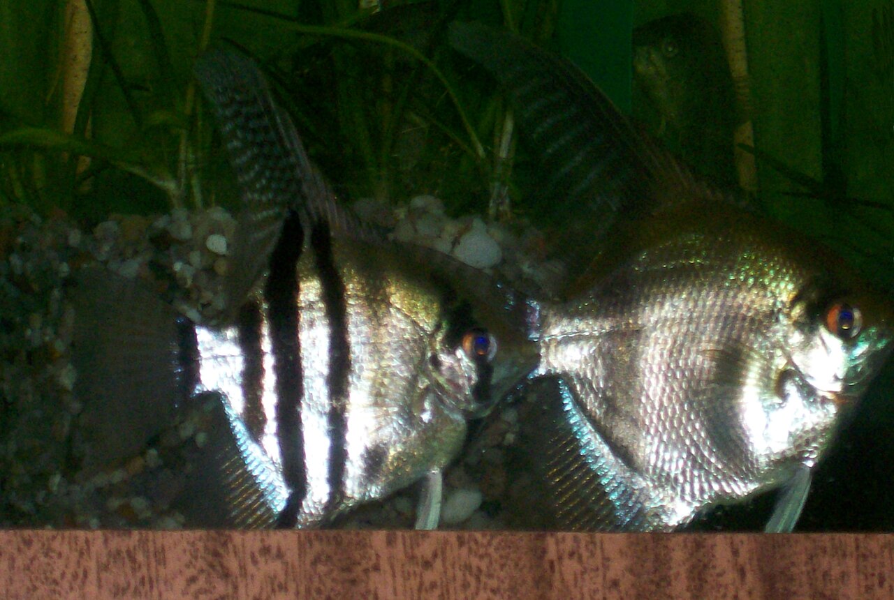 Freshwater Angelfish
