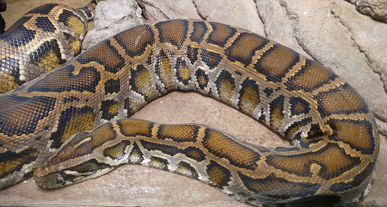 Burmese Python